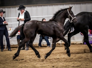 SOLD ~ Legende van Dream Gait ~ SOLD